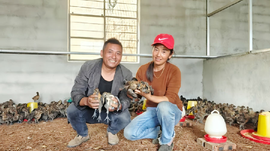 左黎朝夫妇查看鸡苗生长情况(李德胜 摄) 左黎朝夫妇查看鸡苗生长情况(李德胜 摄)