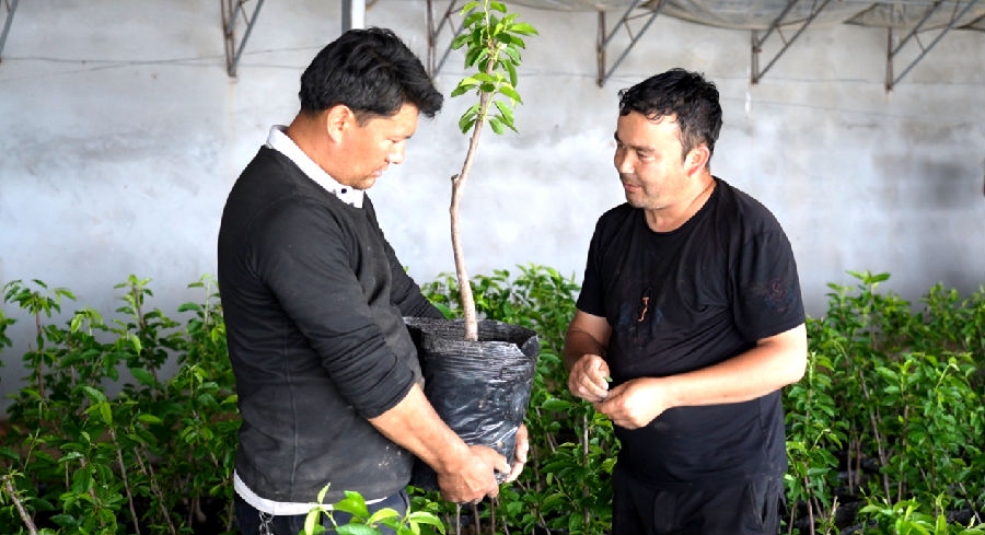 图为努尔买买提·托乎提和工人在精心管护车厘子苗（杨礼文 摄）