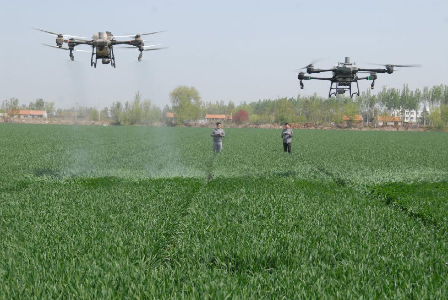 山东省青岛市即墨区段泊岚镇农机专业合作工作人员遥控植保无人机在麦田里进行喷药作业。（张涛 摄）