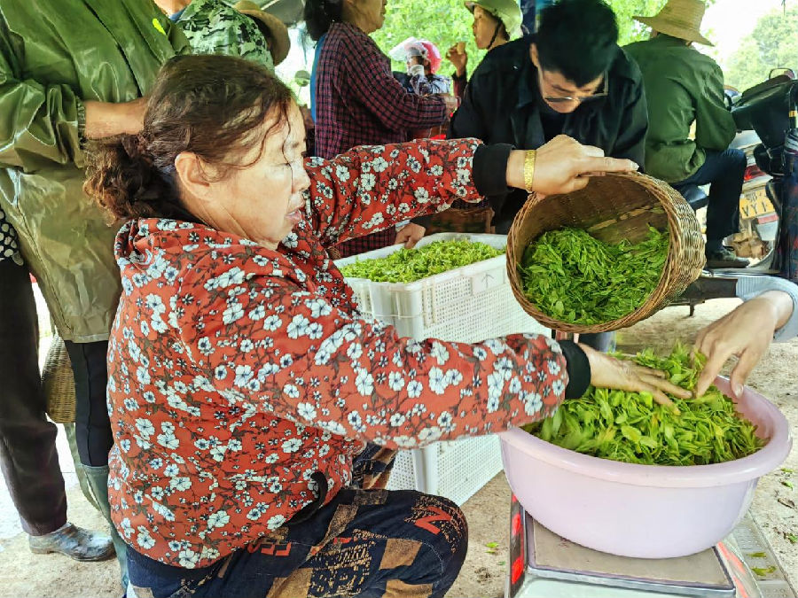 图为茶农正在对刚采下来的茶叶进行装箱（石勋 摄）