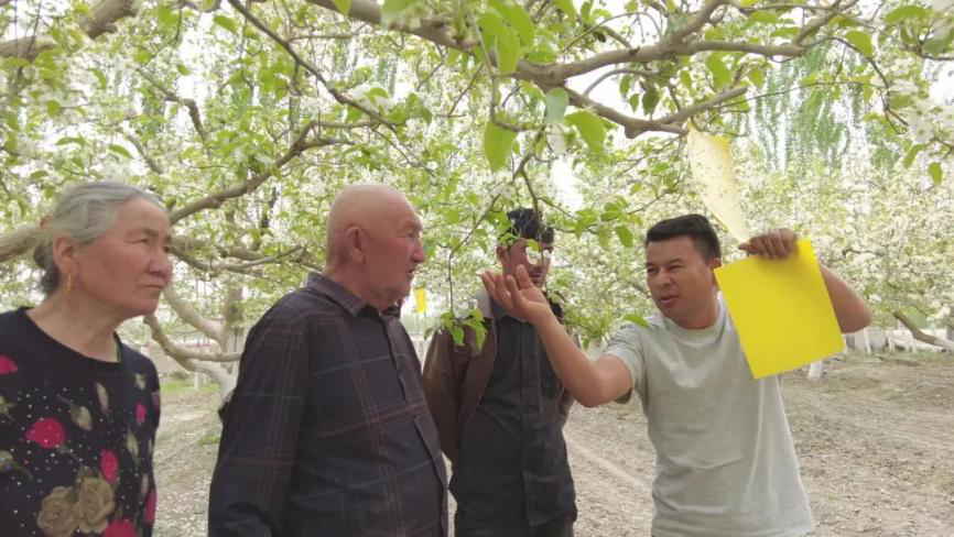 图为技术人员指导村民悬挂黄板，防止病虫害滋生。（茹先古丽·阿迪力 摄）