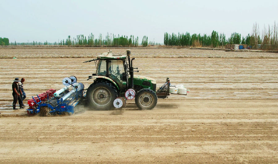 图为超宽膜智能播种机正棉田里进行覆膜作业（刘白玉 摄）