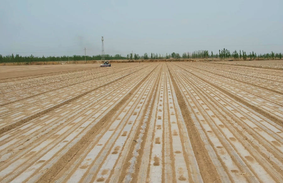 图为采用超宽膜智能播种机覆膜的条带整齐的棉田（刘白玉 摄）