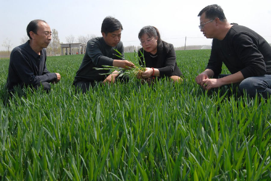 山东省青岛市即墨区农技人员在青岛市即墨区段泊岚镇的麦田查墒情、查苗情、查病情，手把手，面对面向群众传授讲解春季麦田管理的新技术、新方法。（张涛 摄）