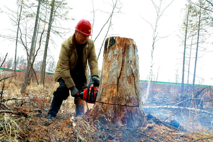 阿木尔林业局长山林场职工在清理G111国道两侧的半伐木（王力 摄）