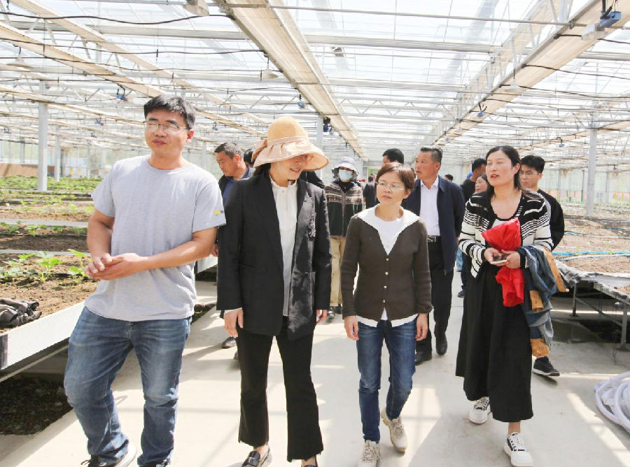 莓农们现场观摩 （王玲平 摄）