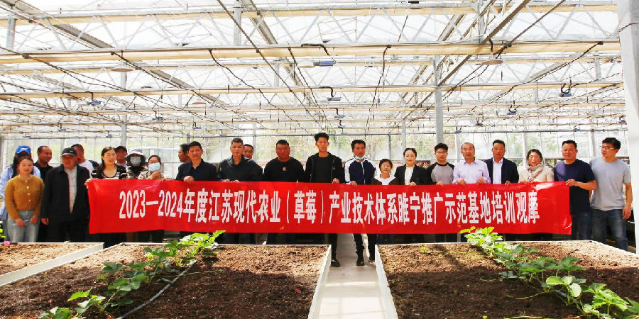 莓农们现场观摩 （王玲平 摄）