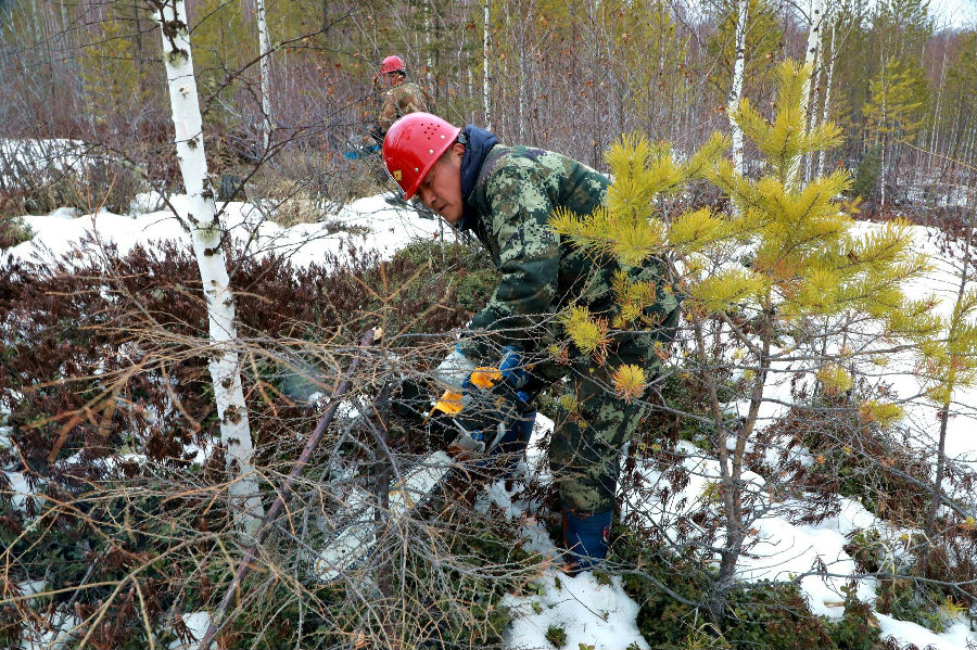 阿木尔林业局长山林场职工在清理G111国道两侧的风折木（王力 摄）