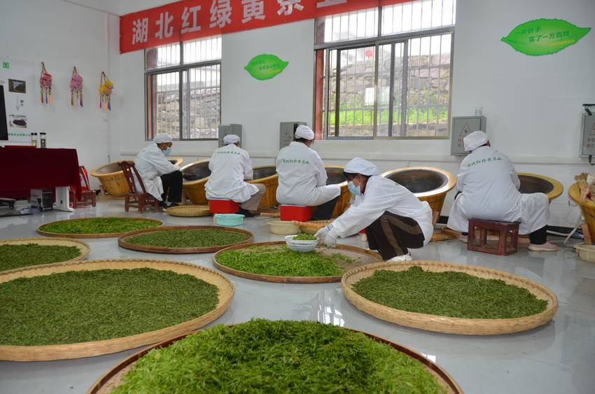 图为湖北红绿黄茶业有限公司的制茶车间 （李怡 摄）