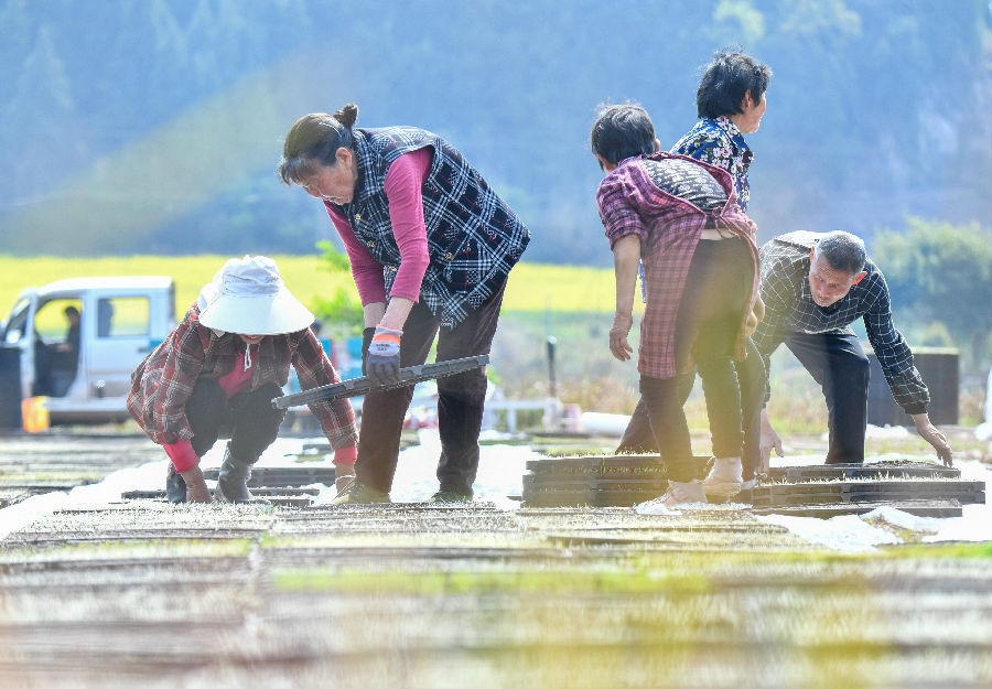 培育秧苗 （汪泽民 摄）