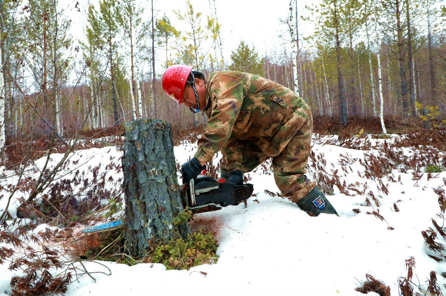 林场职工在清理G111国道两侧的半伐木（王力 摄）