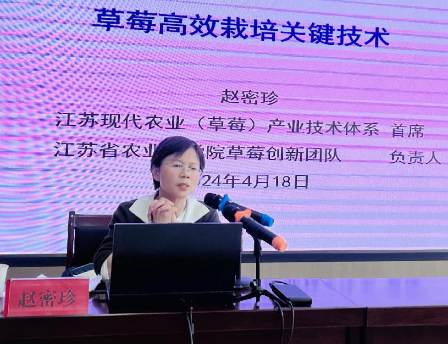 江苏省草莓协会会长、省草莓产业技术体系首席专家、省农科院赵密珍研究员作讲座 （王玲平 摄）