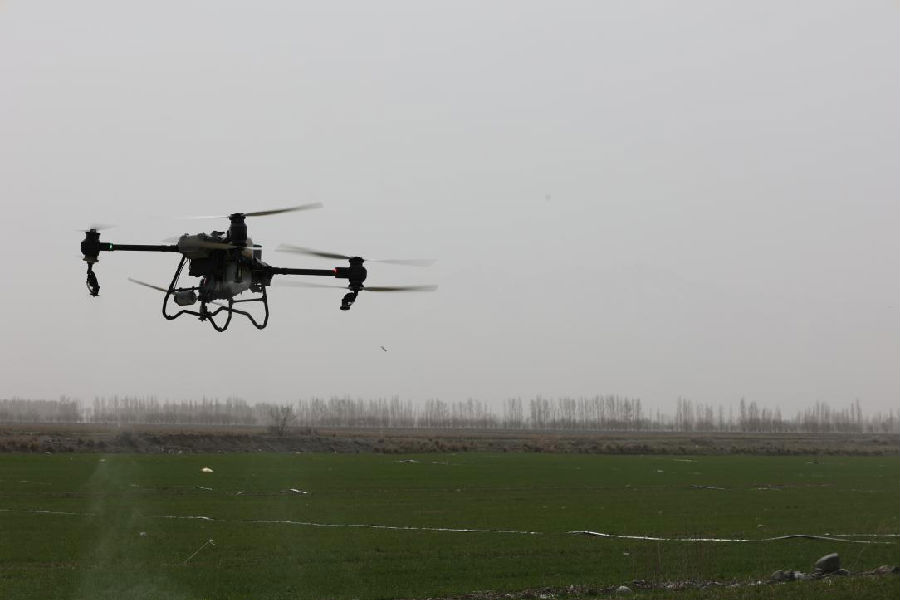 图为植保无人机对小麦进行施肥作业 （张淑红 摄）