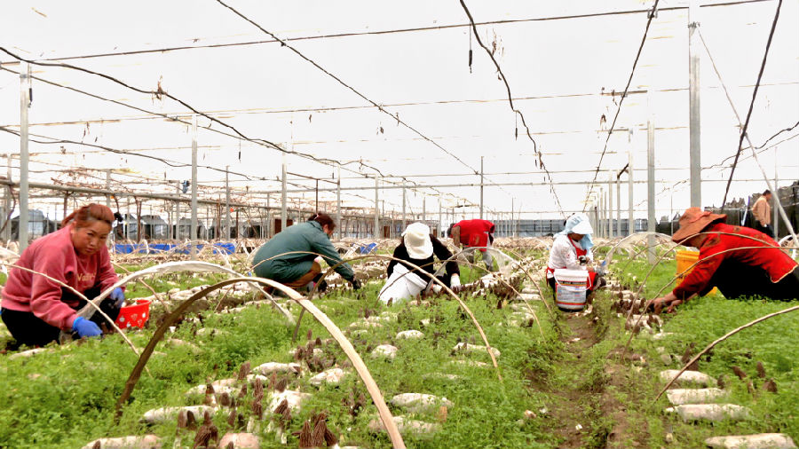 松岗镇的羊肚菌丰收了 （西拉彭措 摄）