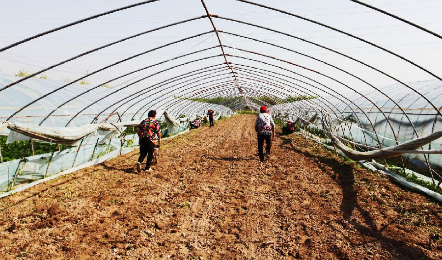 草莓和玉米轮作，防止连作障碍，图为草莓结束后播种糯玉米 （王玲平 摄）   