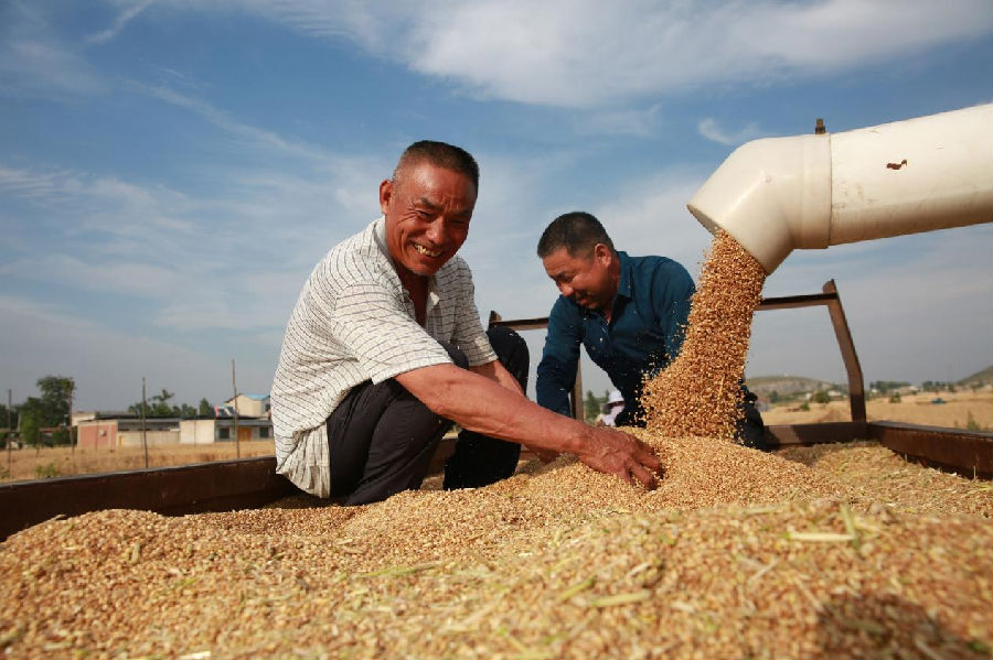 种粮大户喜获丰收 （吴天元 摄）