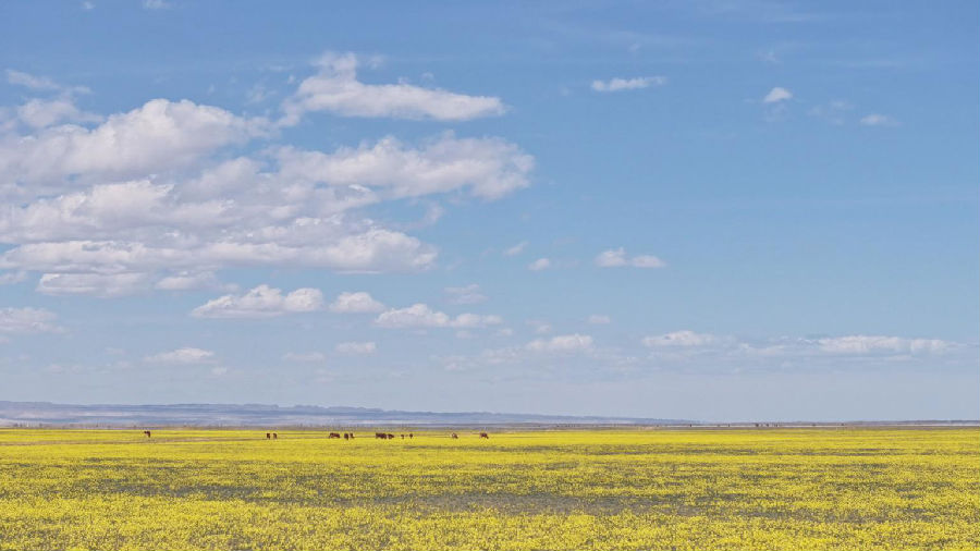 图为福海县黄花沟现代农业产业园数万亩离子芥花竞相开放（王呈 摄）
