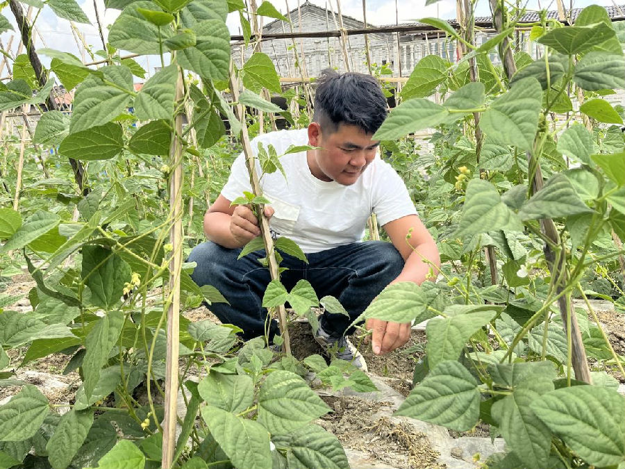 岳元清在豆地里检查无筋豆长势(黄林会 摄) 岳元清在豆地里检查无筋豆长势(黄林会 摄)
