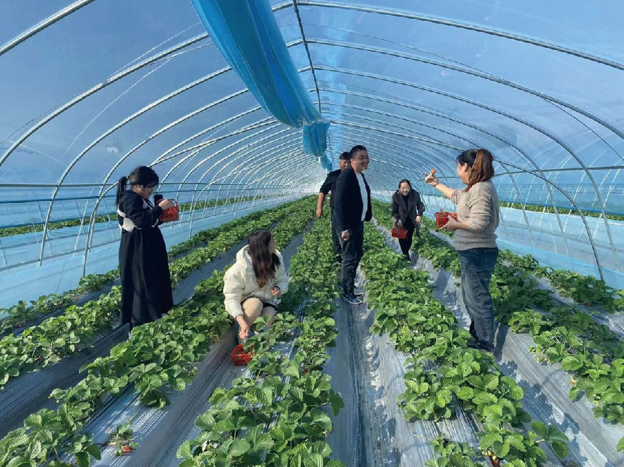 图为游客采摘草莓 (蔡梦玉 摄) 图为游客采摘草莓 (蔡梦玉 摄)