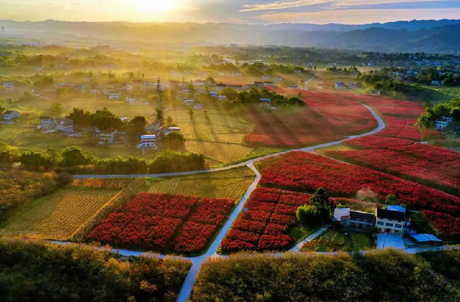 中国梨香花海乡村田园度假区（邱海鹰 摄）