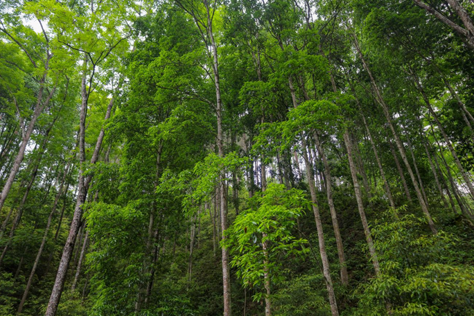 森林可持续经营的示范点 （黄锦程 摄）