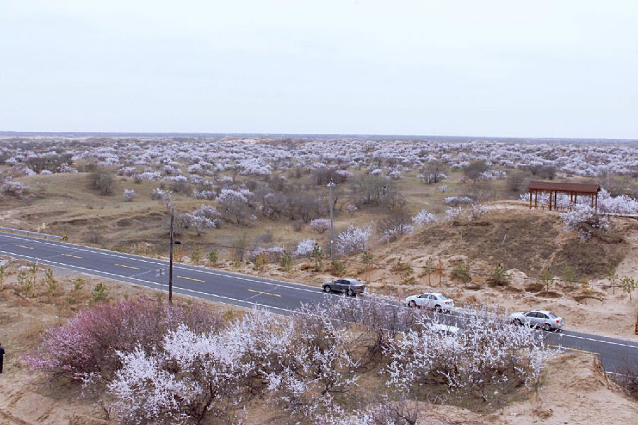 万亩山杏林 （李智杰 摄）