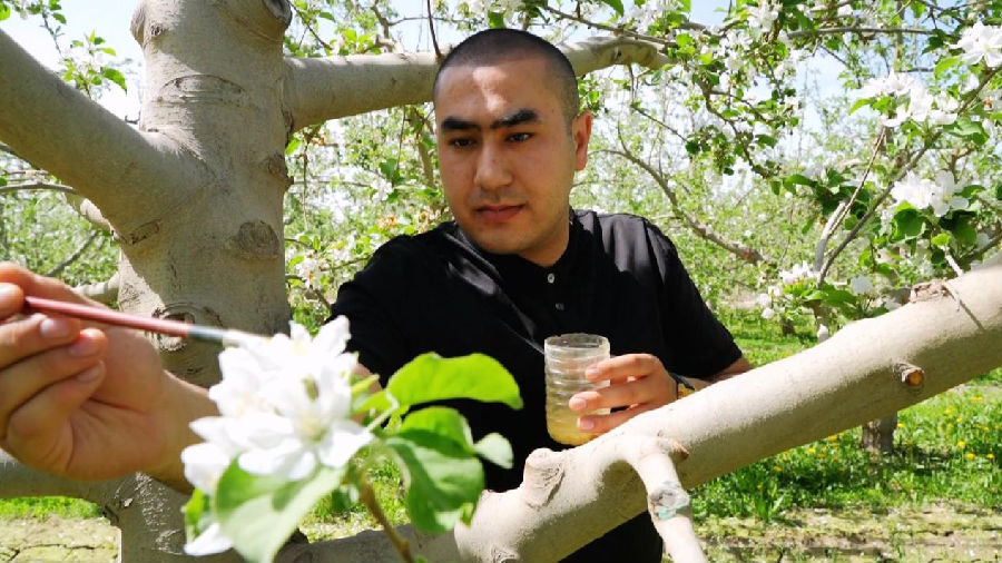 图为工作队员正在为果树授粉 (万志斌 摄) 图为工作队员正在为果树授粉 (万志斌 摄)