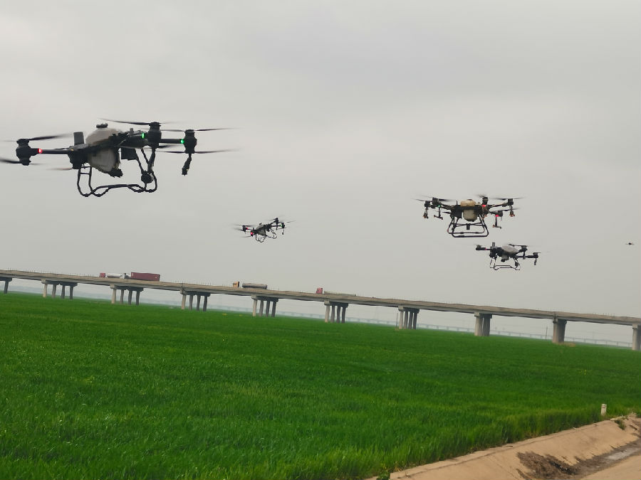 无人机对连片小麦进行药物防控 （方明校 摄）