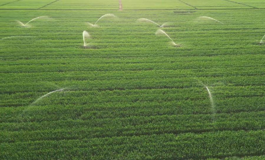小麦自动化喷灌(张庆超 摄) 小麦自动化喷灌(张庆超 摄)