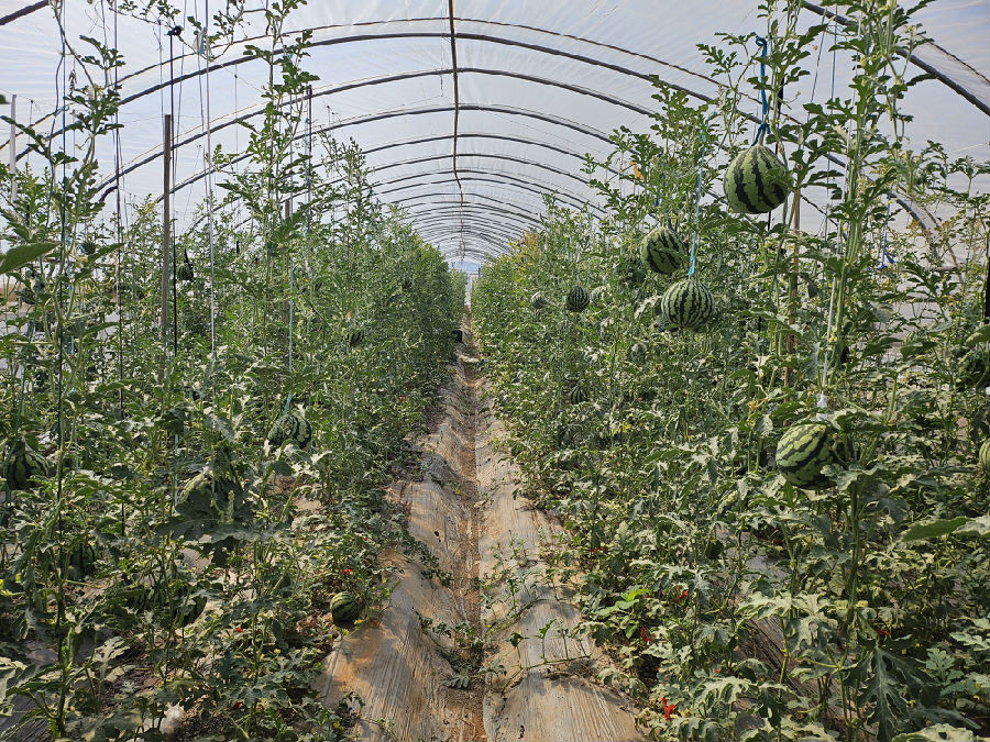 绿色的西瓜挂在藤上（赵静 摄）