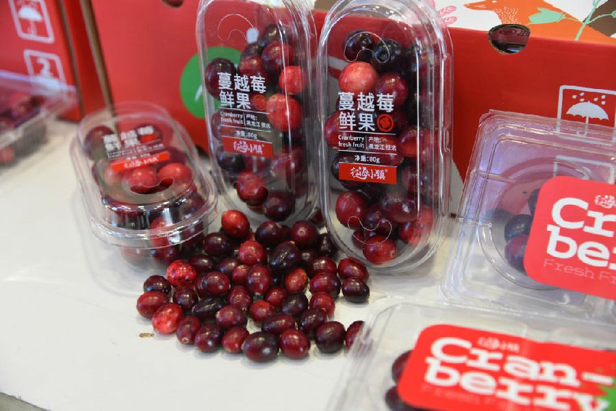产自抚远的蔓越莓鲜果 （兰墨 摄）