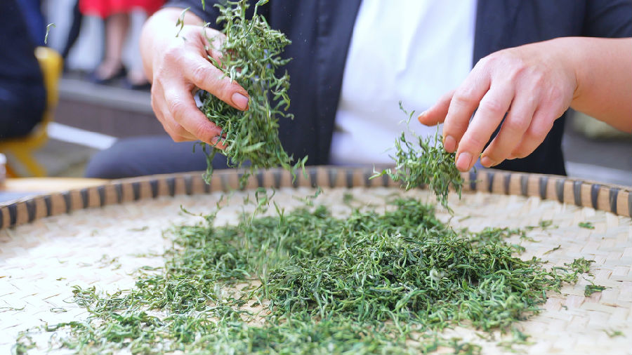 制茶技能竞赛(王佑涵 摄)