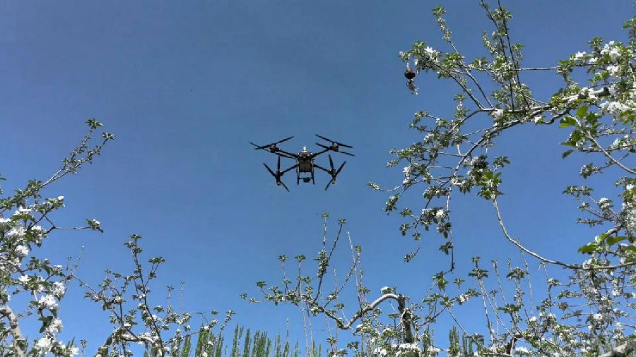 图为无人家在果园为苹果花授粉(马晓彤 摄) 图为无人家在果园为苹果花授粉(马晓彤 摄)