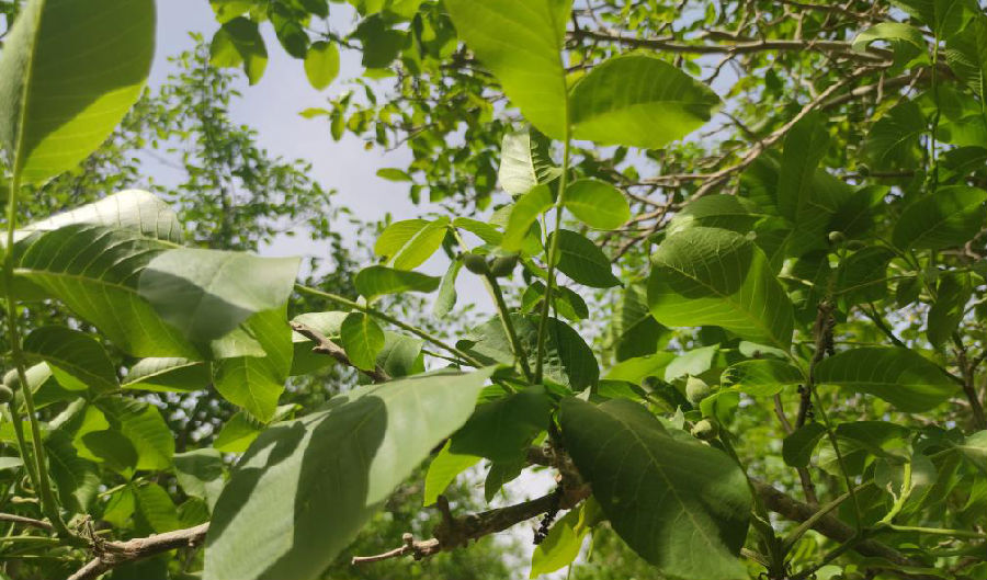 图为核桃青果产量激增(李亚飞 摄) 图为核桃青果产量激增(李亚飞 摄)