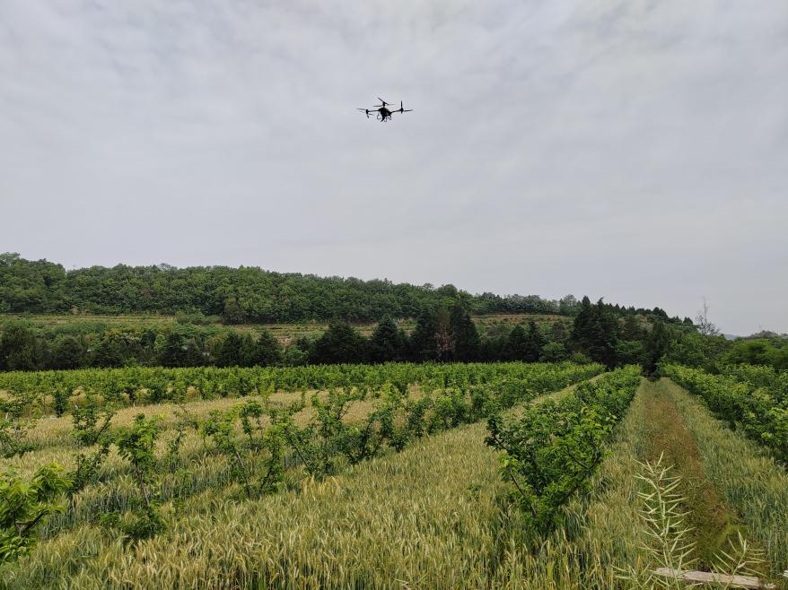 图为植保无人机作业(詹磊 摄)