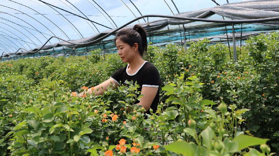 杜海燕在修剪玫瑰花 (程磊 摄) 杜海燕在修剪玫瑰花 (程磊 摄)