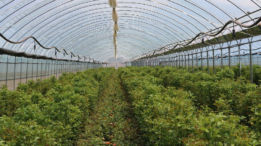 玫瑰花种植大棚(程磊 摄) 玫瑰花种植大棚(程磊 摄)