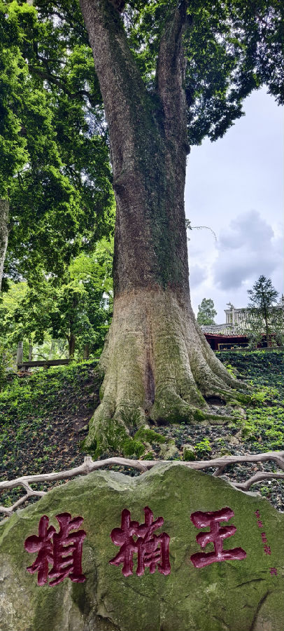 “桢楠王” (戚原 摄) “桢楠王” (戚原 摄)