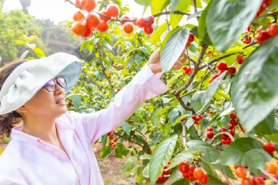 图为游客在郧西县观音镇垭子湾村体验樱桃采摘(郧轩文 摄) 图为游客在郧西县观音镇垭子湾村体验樱桃采摘(郧轩文 摄)
