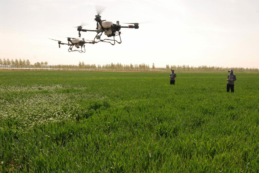 4月25日,山东省青岛市即墨区段泊岚镇毛家岭四村,植保无人机在田间进行协同喷洒作业 (张涛 摄) 4月25日,山东省青岛市即墨区段泊岚镇毛家岭四村,植保无人机在田间进行协同喷洒作业 (张涛 摄)