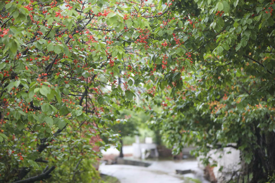 图为郧西县城关镇黄土梁村红彤彤的樱桃挂满枝头(徐军 摄) 图为郧西县城关镇黄土梁村红彤彤的樱桃挂满枝头(徐军 摄)