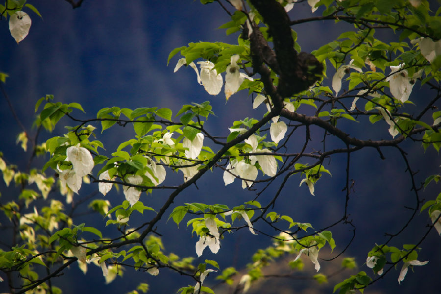 盛开的鸽子花在树间摇曳(戚原 摄) 盛开的鸽子花在树间摇曳(戚原 摄)