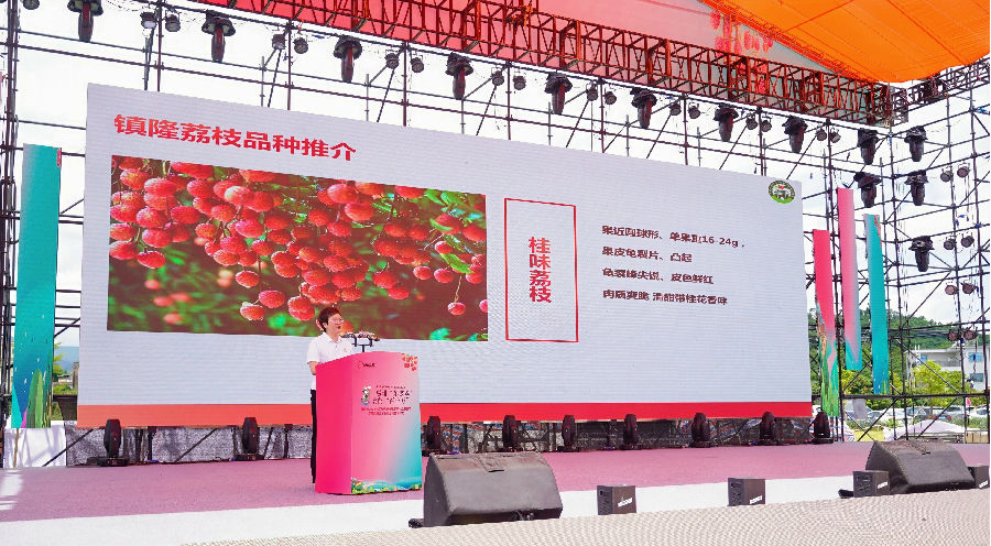 镇隆荔枝品种推介现场（陈丹娜 摄）