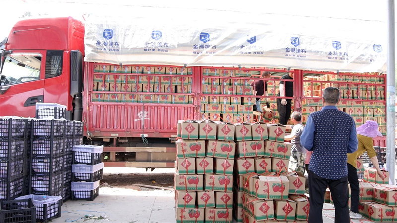 图为准备发往全国各地包装好的桃李（李勤 摄）