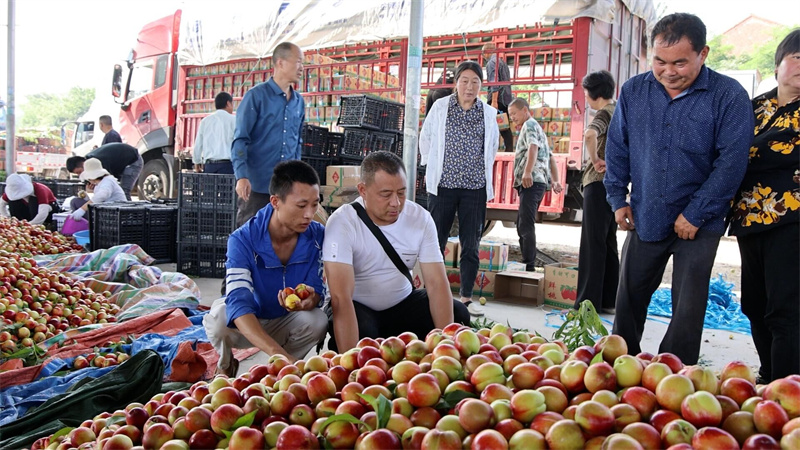 图为桃子交易市场热闹非凡（李勤 摄）