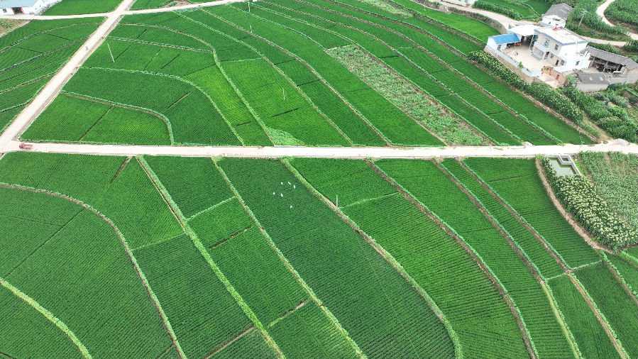 银坡村水稻现代农业园区（刘晓东 摄）