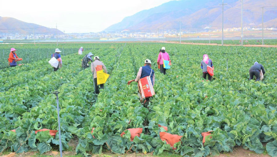 蔬菜种植基地（曲会 摄）