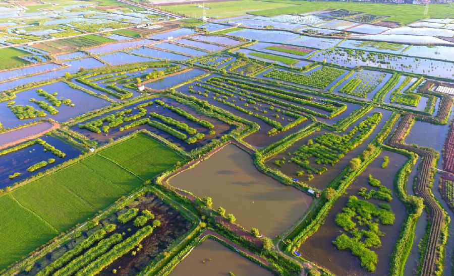 池塘鱼菜共生综合种养基地（曲会 摄）