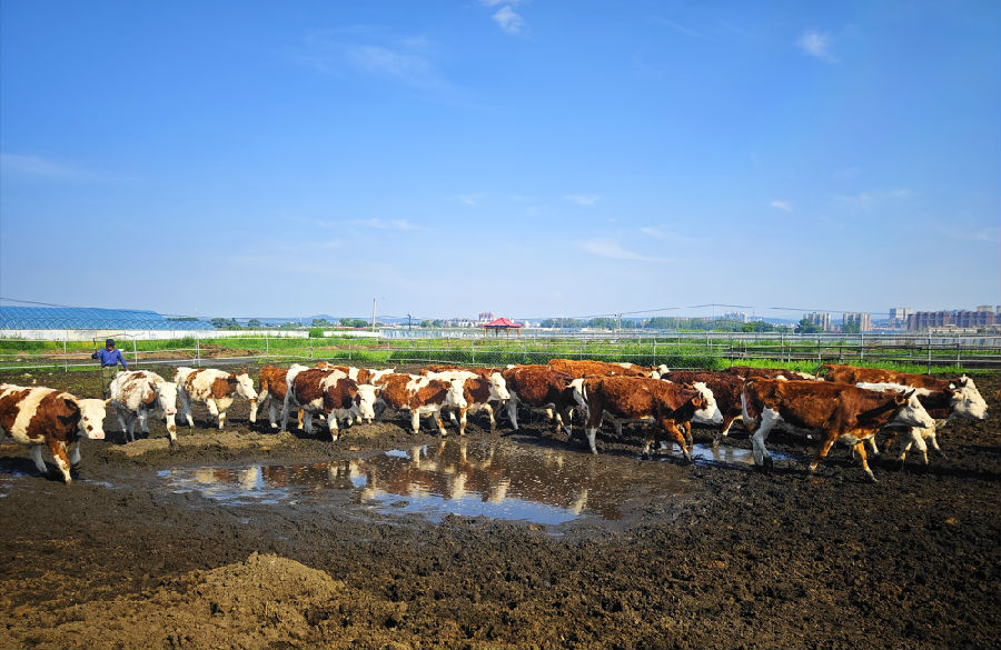 桦甸市打造特色肉牛产业集群，推动经济发展与乡村振兴。（李广友 摄）