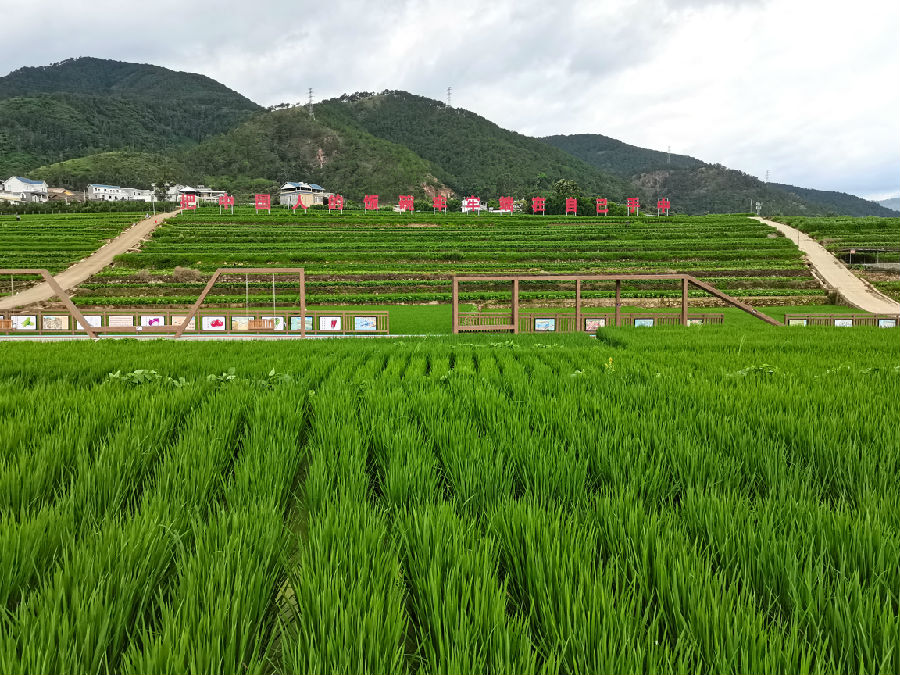 银坡村水稻现代农业园区（刘晓东 摄）